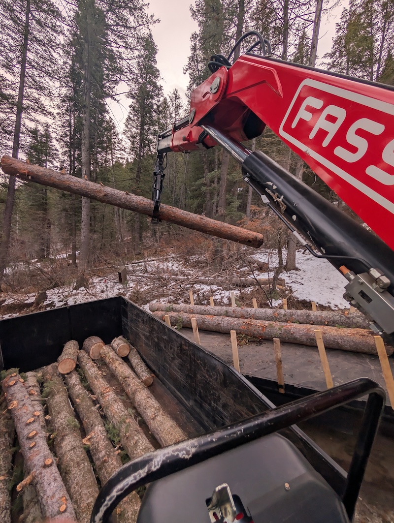 FASSI grapple crane loading pine logs into trailer in forest