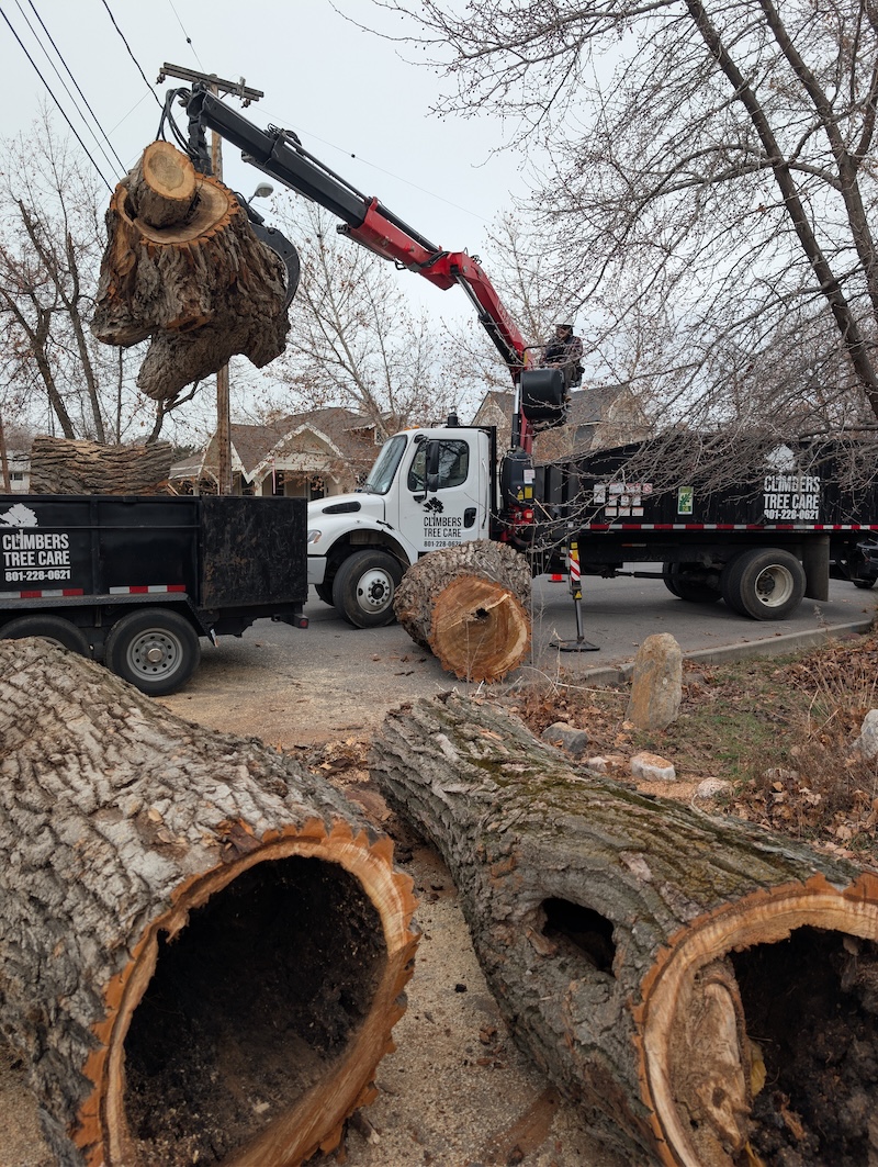 Climbers Tree Care branded truck loading massive logs on Utah job site
