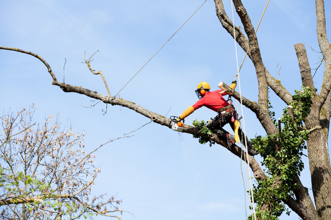 Arborist Consultation in Utah County