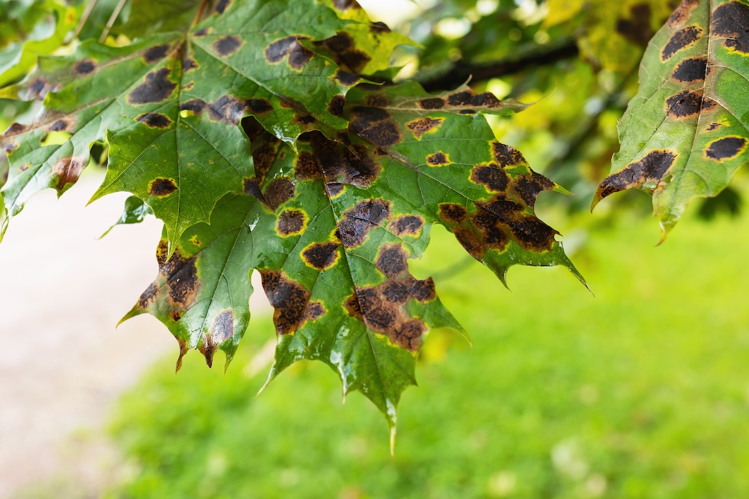 Tree Fungal Control in Utah County