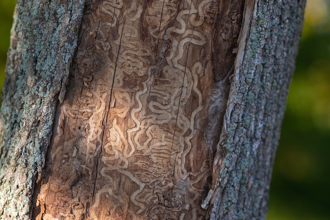 Tree Insect Control in Utah County