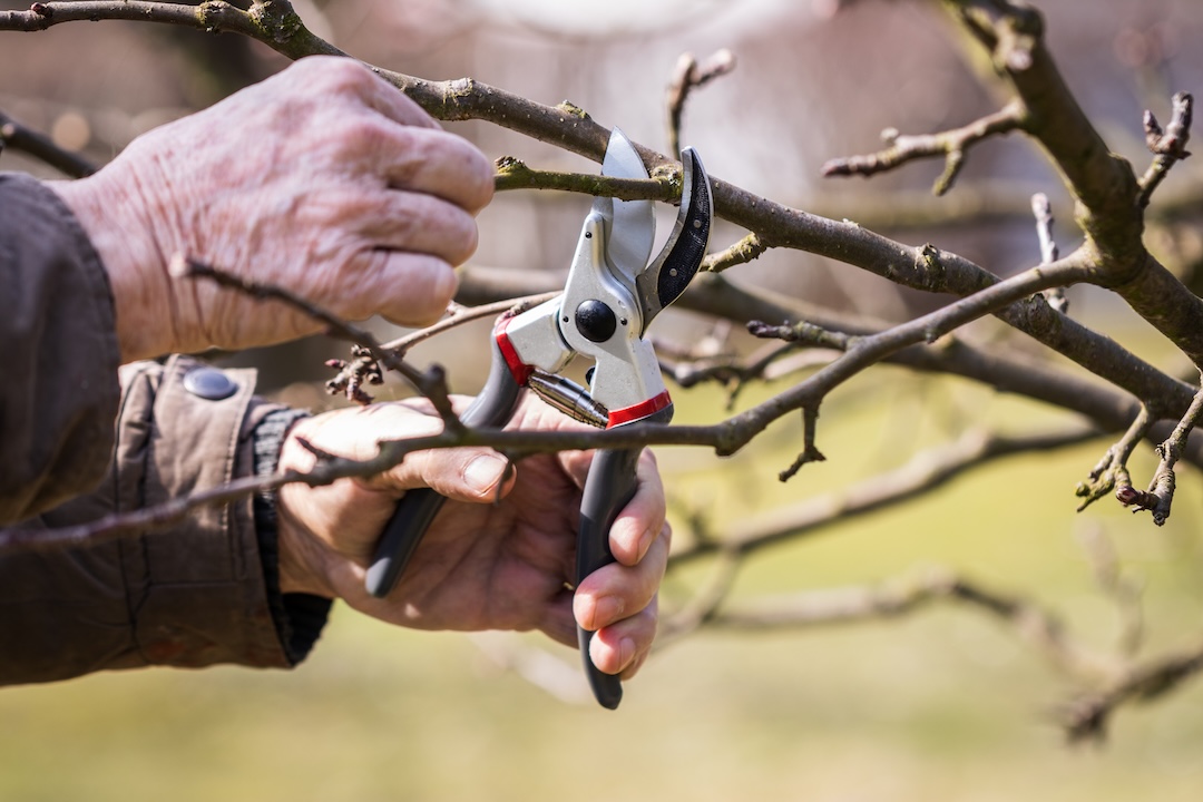 Tree Trimming & Pruning in Utah County